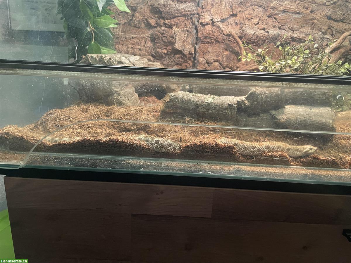 Bild 2: Terrarium Komplettset mit Westlicher Hakennasennatter