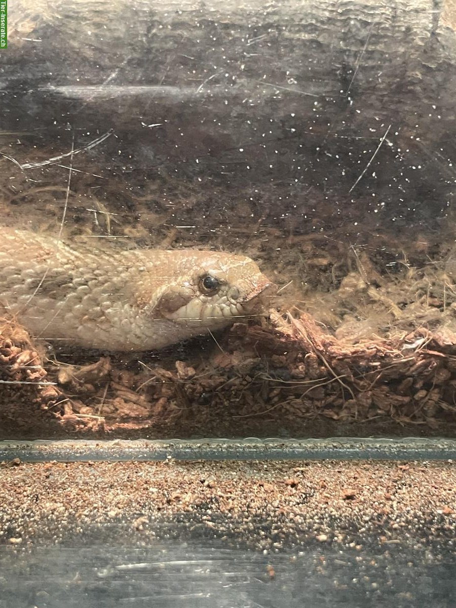 Bild 3: Terrarium Komplettset mit Westlicher Hakennasennatter