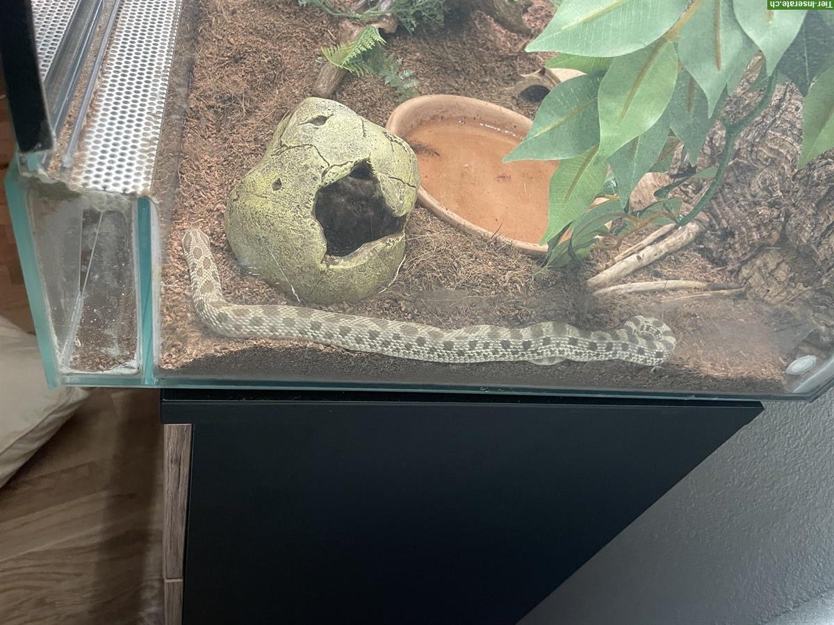 Bild 4: Terrarium Komplettset mit Westlicher Hakennasennatter