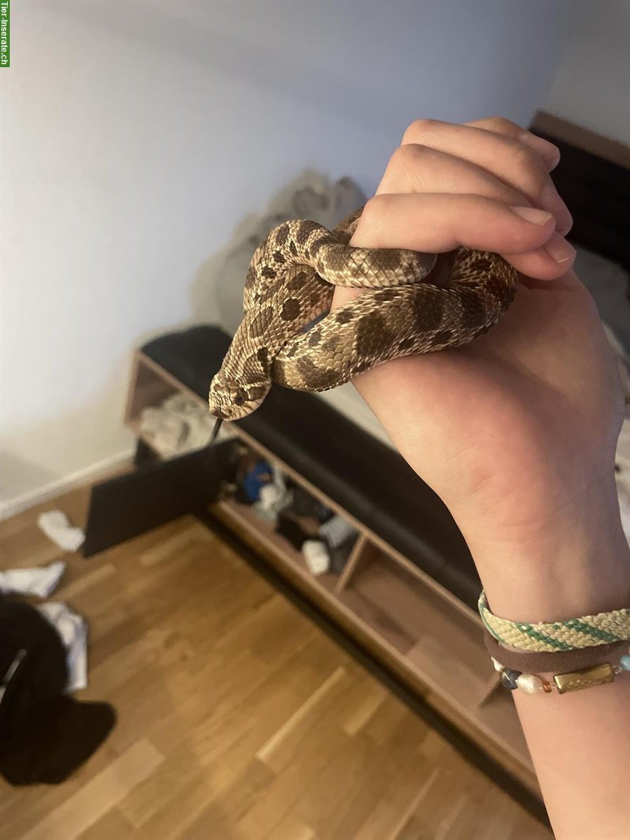 Bild 8: Terrarium Komplettset mit Westlicher Hakennasennatter