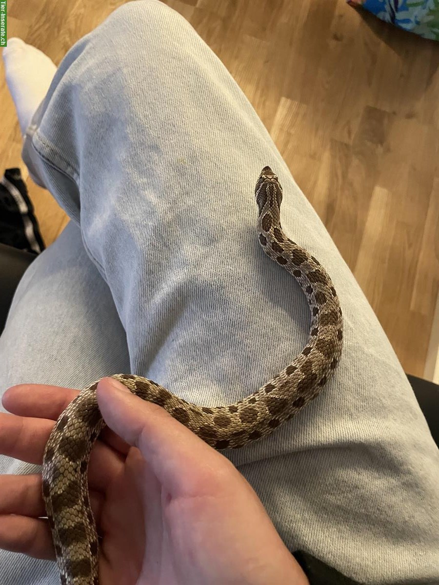 Bild 9: Terrarium Komplettset mit Westlicher Hakennasennatter