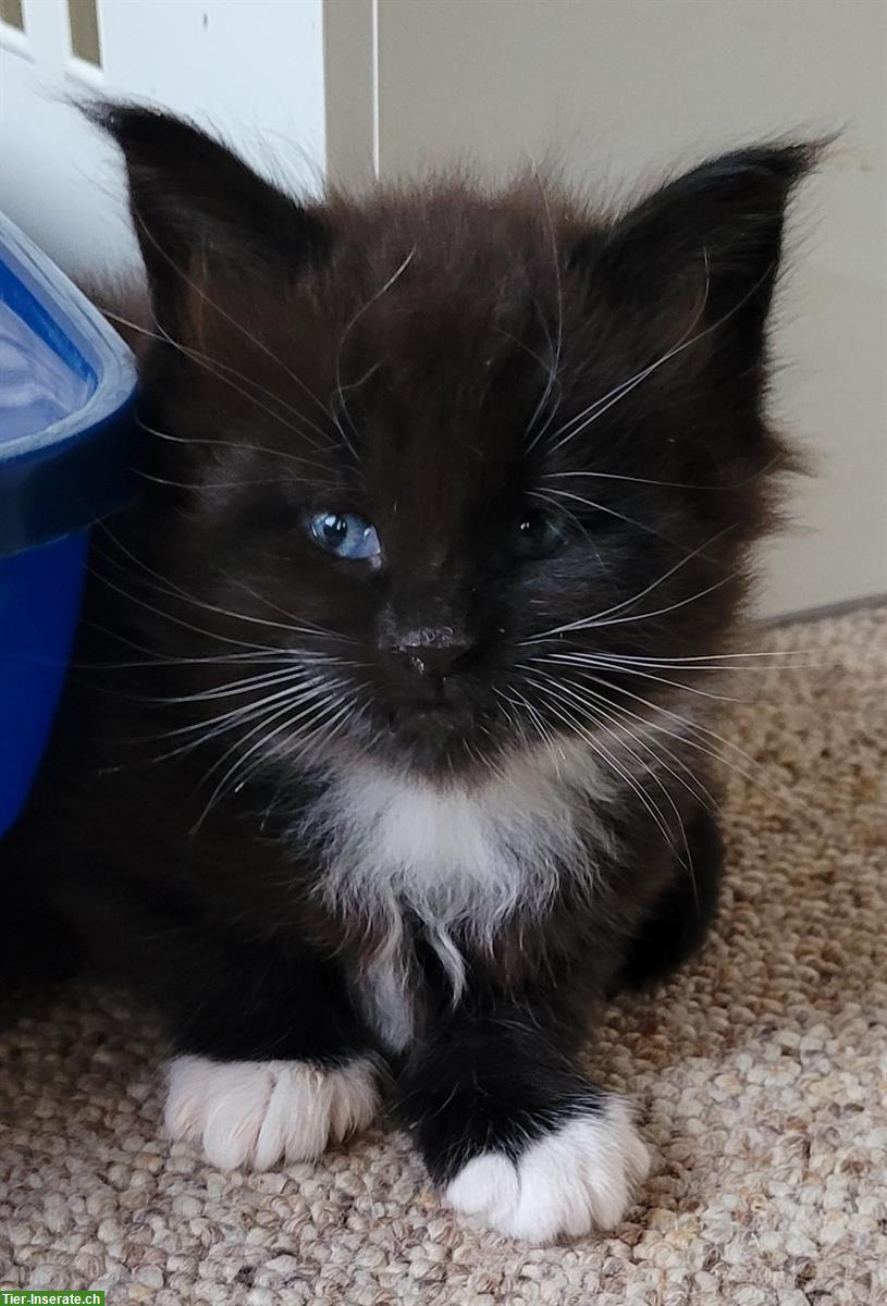 Bezaubernde Maine Coon Katerchen mit Stammbaum