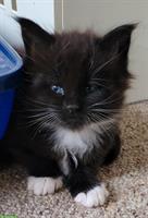 Bezaubernde Maine Coon Katerchen mit Stammbaum