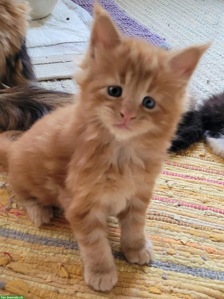 Bild 2: Bezaubernde Maine Coon Katerchen mit Stammbaum