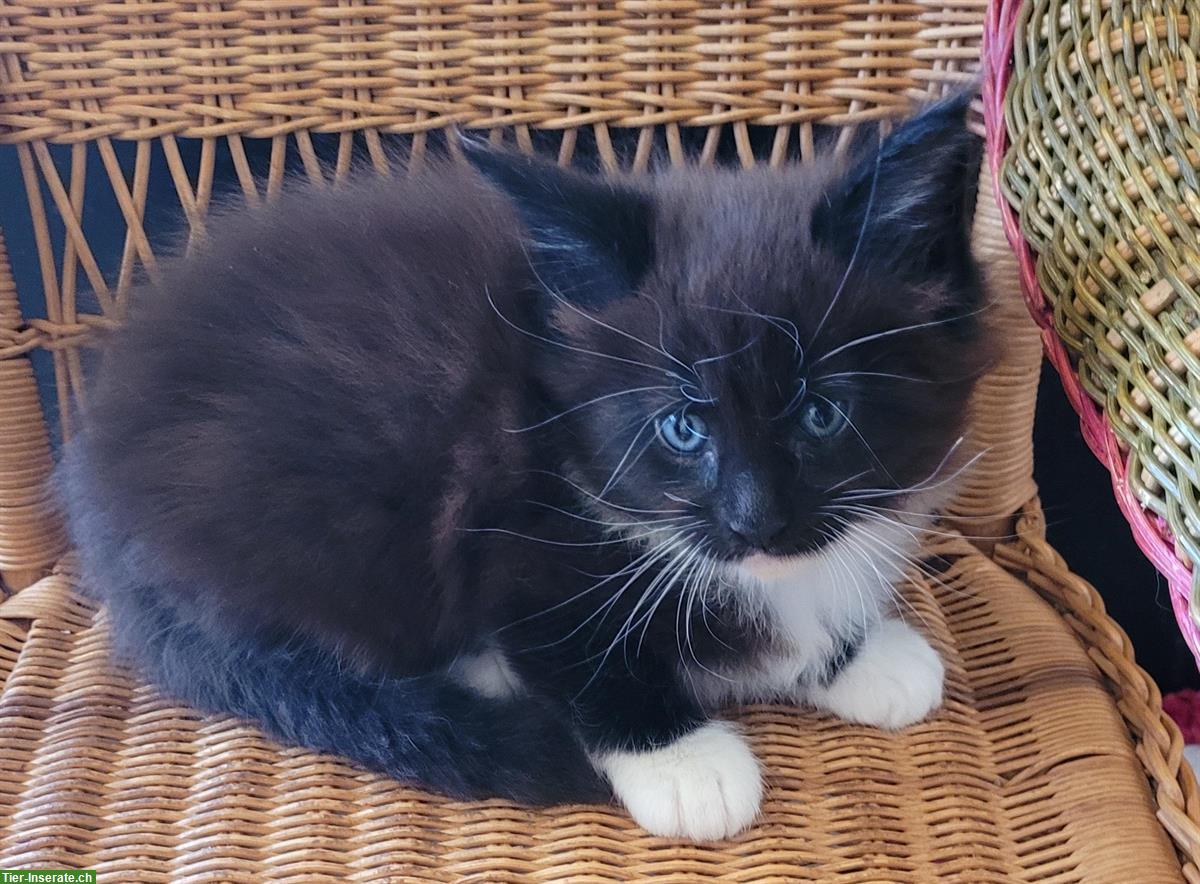 Bild 3: Bezaubernde Maine Coon Katerchen mit Stammbaum