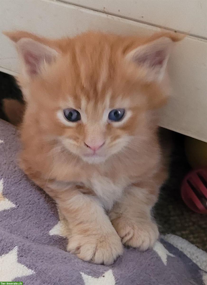 Bild 4: Bezaubernde Maine Coon Katerchen mit Stammbaum