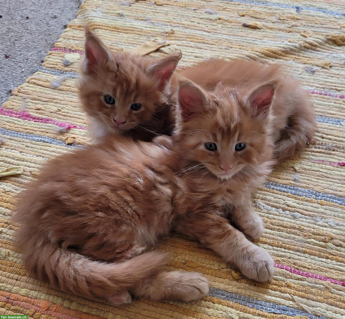 Bild 5: Bezaubernde Maine Coon Katerchen mit Stammbaum