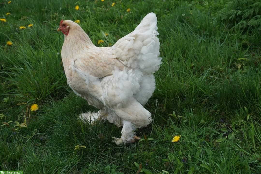 3 Brahma Hennen mit Hahn zu verkaufen