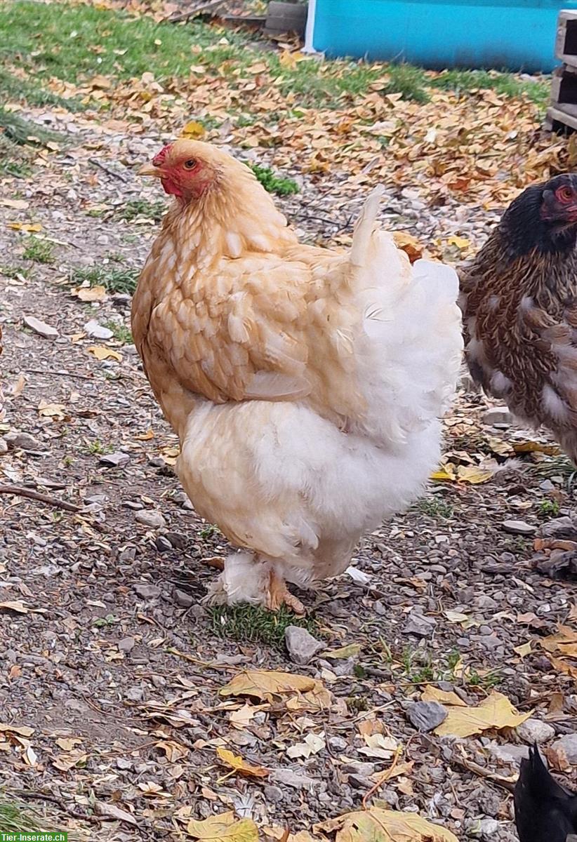 Bild 2: 3 Brahma Hennen mit Hahn zu verkaufen