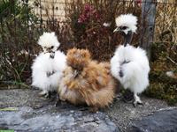 Junge US-Silkies / Showgirls abzugeben