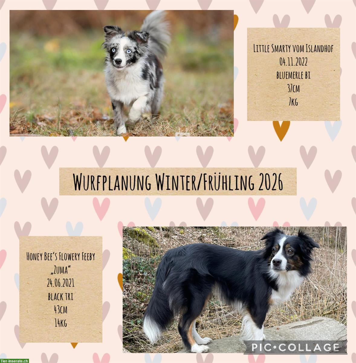 Mini Australian Shepherd | Wurfplanung 2026