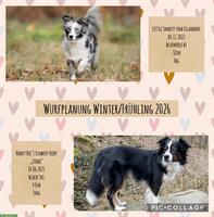 Mini Australian Shepherd | Wurfplanung 2026