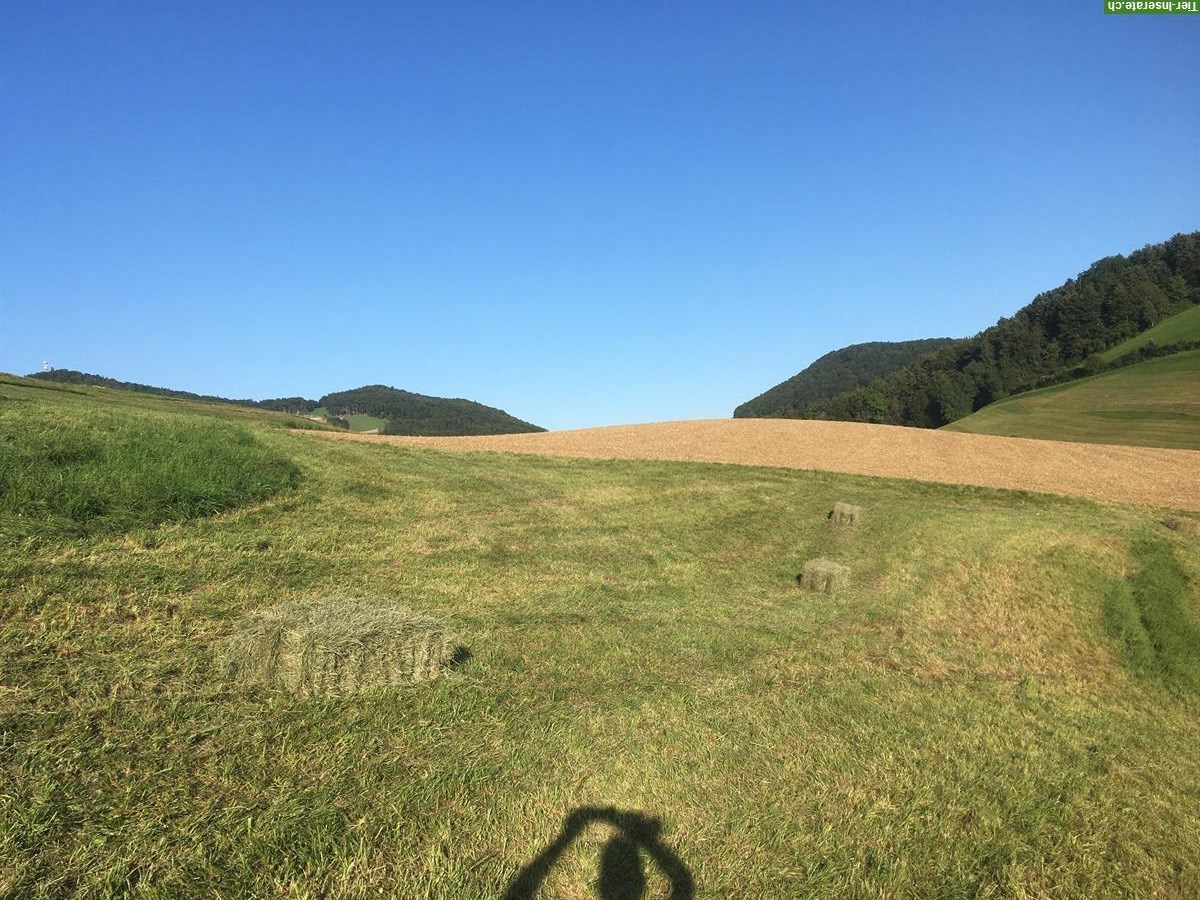 Bild 3: Emd Kleinballen, Saison 2025, ab Hof