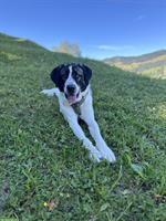 Junger Transmontano Hirtenhund sucht sein für-immer-zuhause