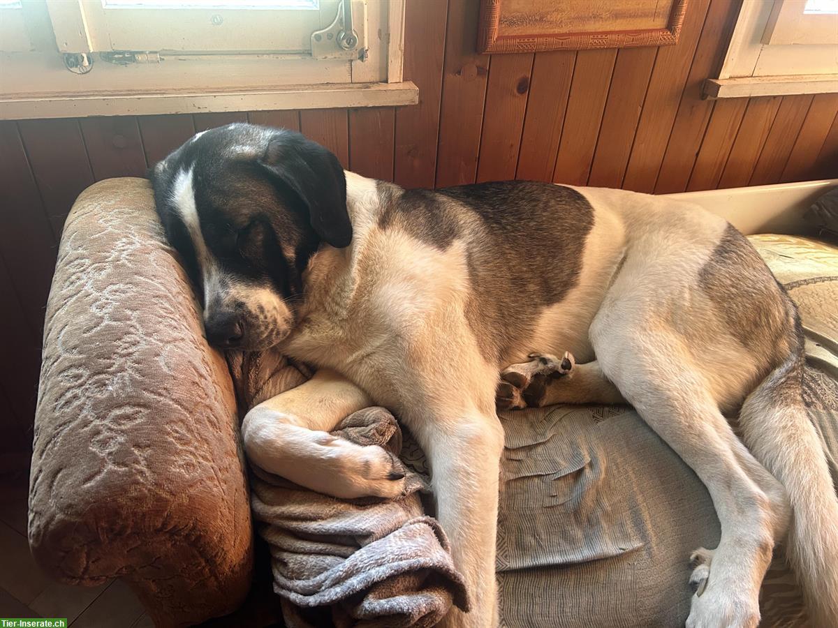 Bild 3: Junger Transmontano Hirtenhund sucht sein für-immer-zuhause