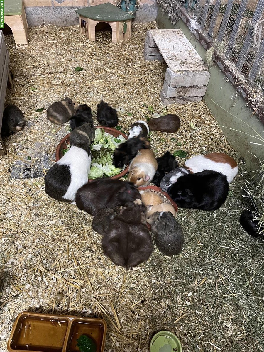 Schöne junge Meerschweinchen suchen ein Zuhause