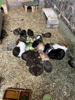 Schöne junge Meerschweinchen suchen ein Zuhause