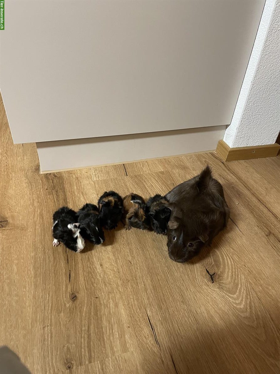 Bild 2: Schöne junge Meerschweinchen suchen ein Zuhause