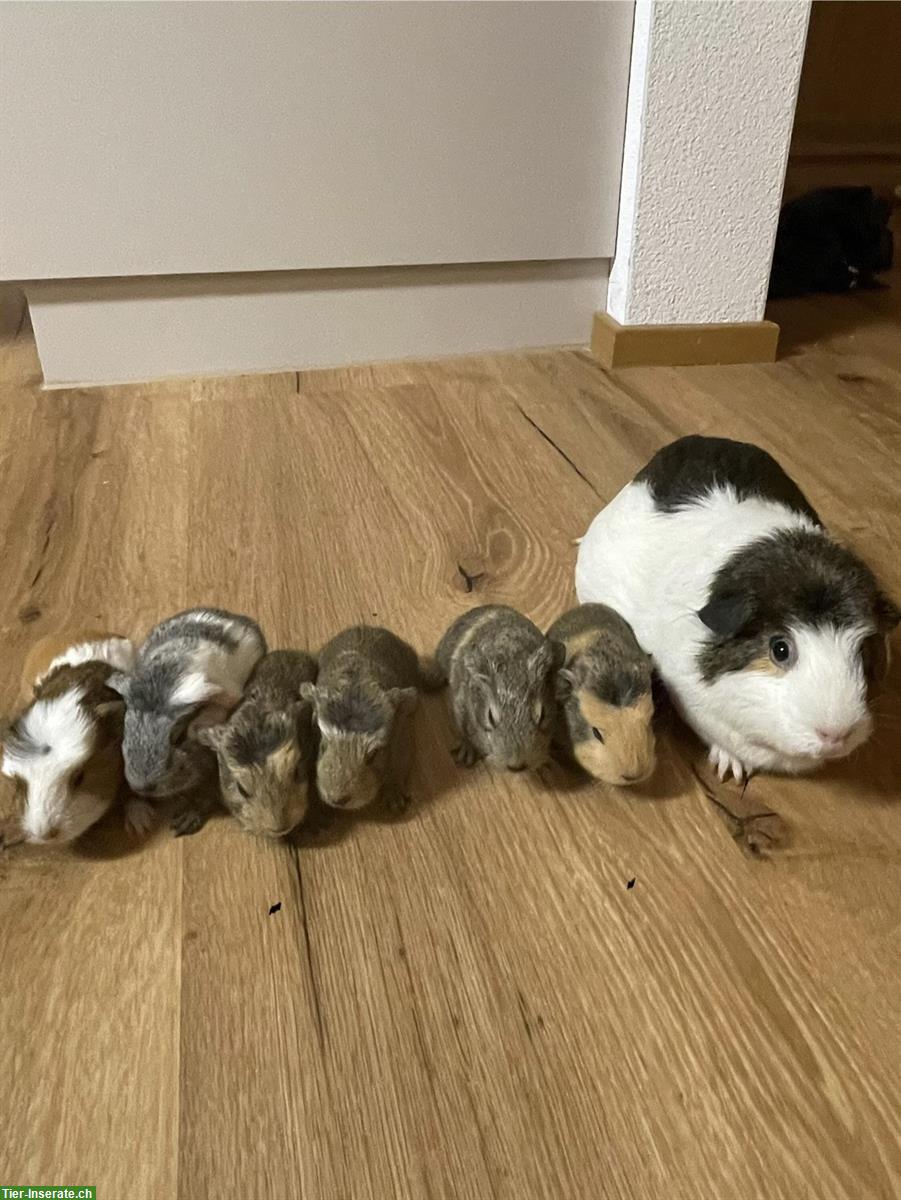 Bild 3: Schöne junge Meerschweinchen suchen ein Zuhause