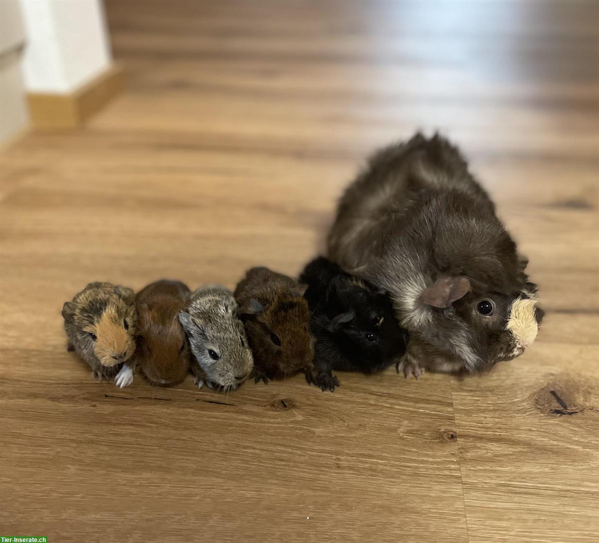 Bild 4: Schöne junge Meerschweinchen suchen ein Zuhause