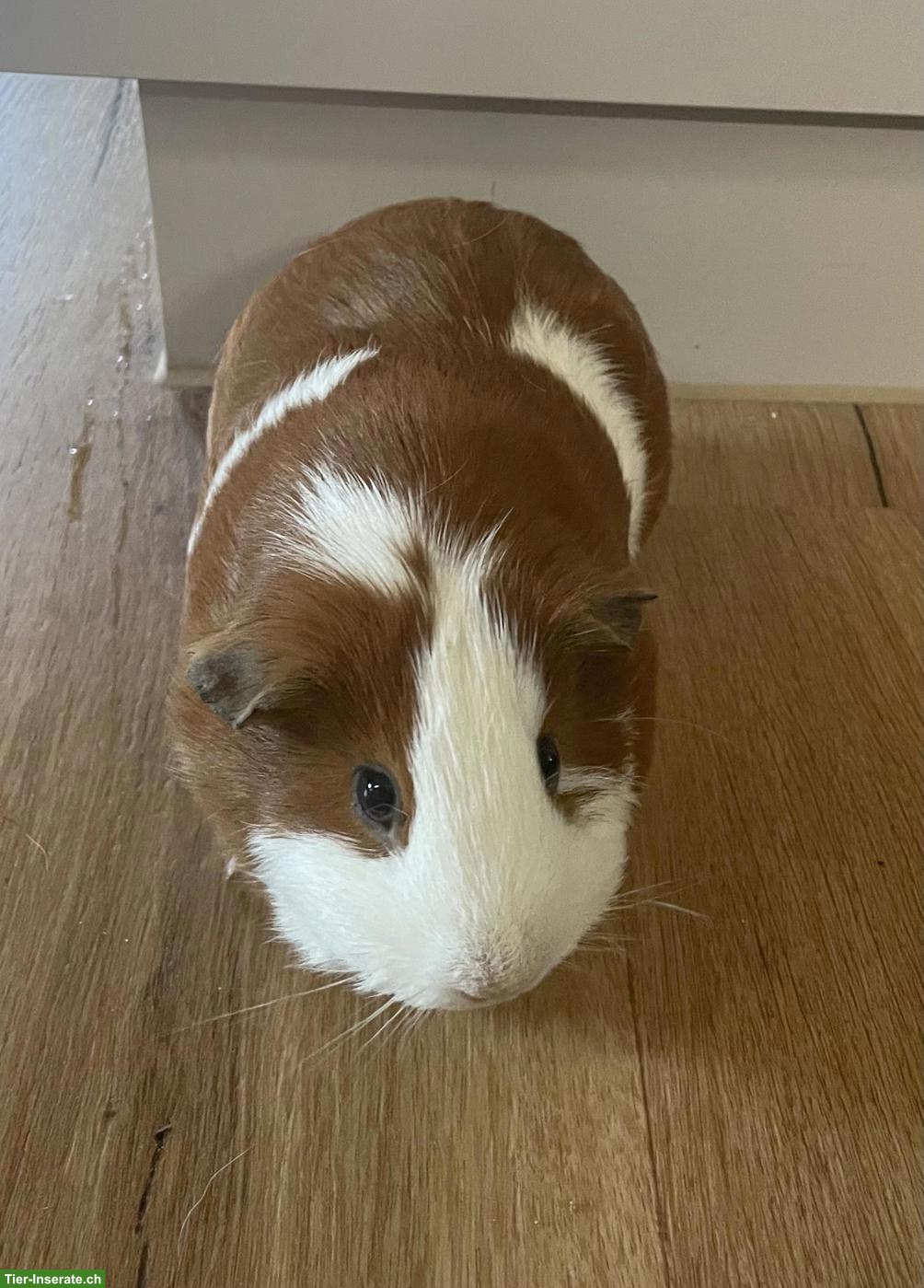 Bild 5: Schöne junge Meerschweinchen