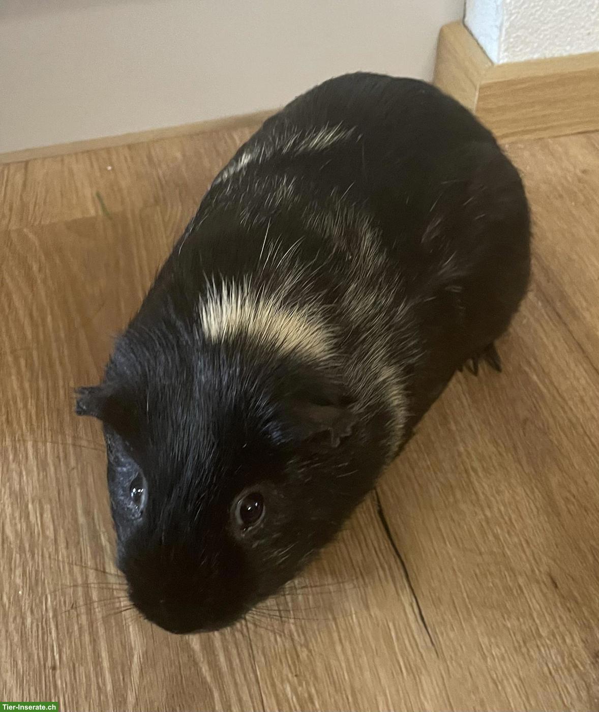 Bild 6: Schöne junge Meerschweinchen