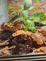 Chinesische Zacken-Erdschildkröte (Geoemyda Spengleri)