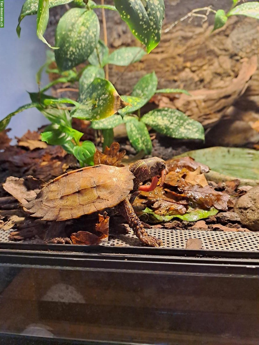 Bild 2: Chinesische Zacken-Erdschildkröte (Geoemyda Spengleri)