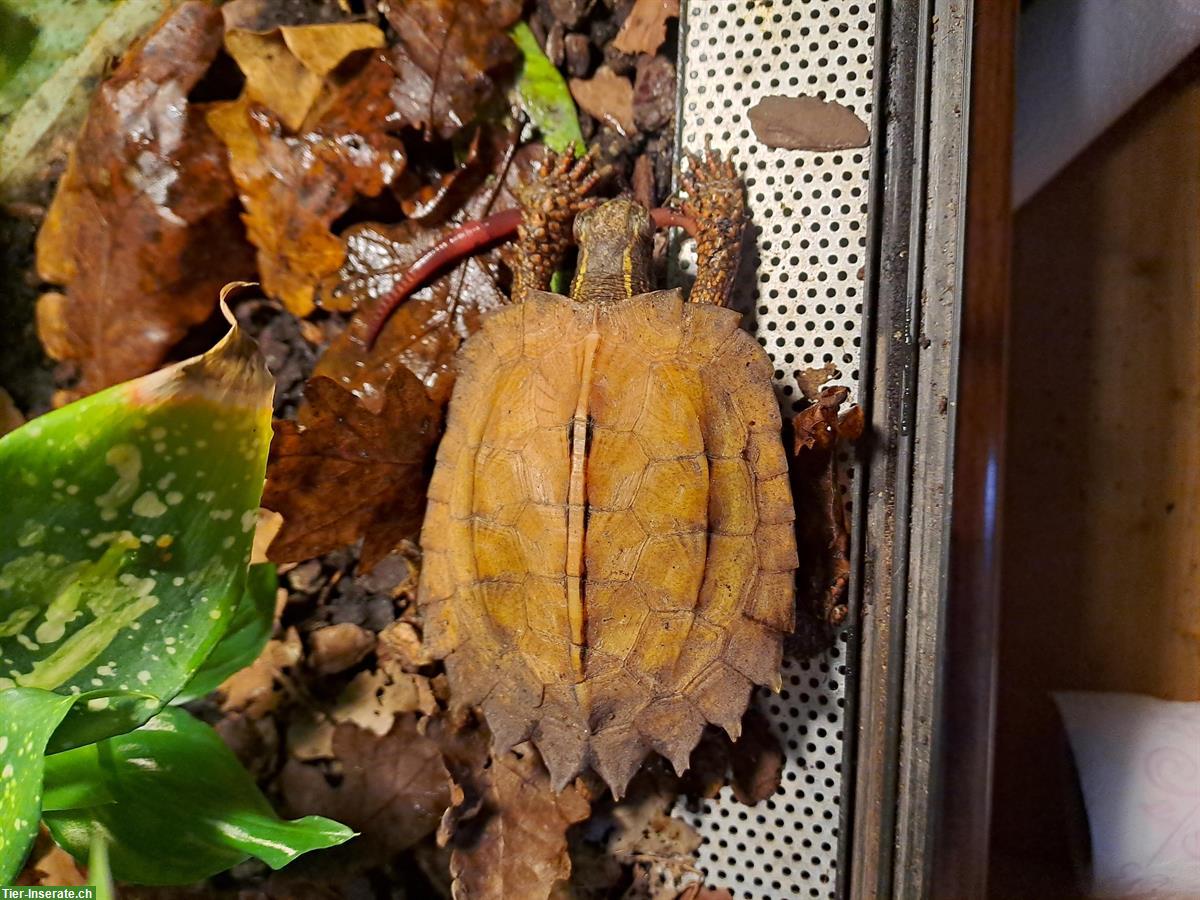 Bild 3: Chinesische Zacken-Erdschildkröte (Geoemyda Spengleri)