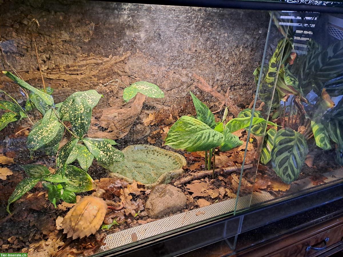 Bild 4: Chinesische Zacken-Erdschildkröte (Geoemyda Spengleri)