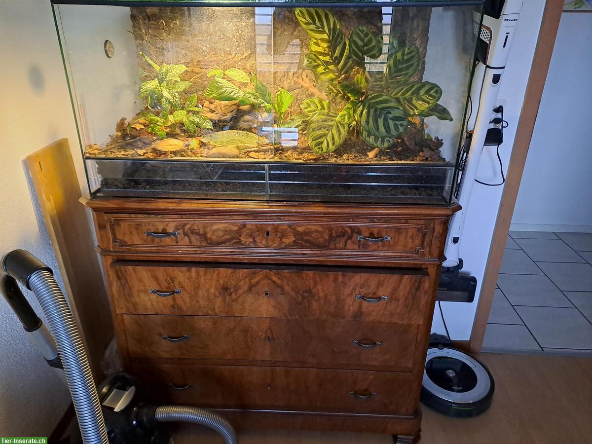 Bild 5: Chinesische Zacken-Erdschildkröte (Geoemyda Spengleri)