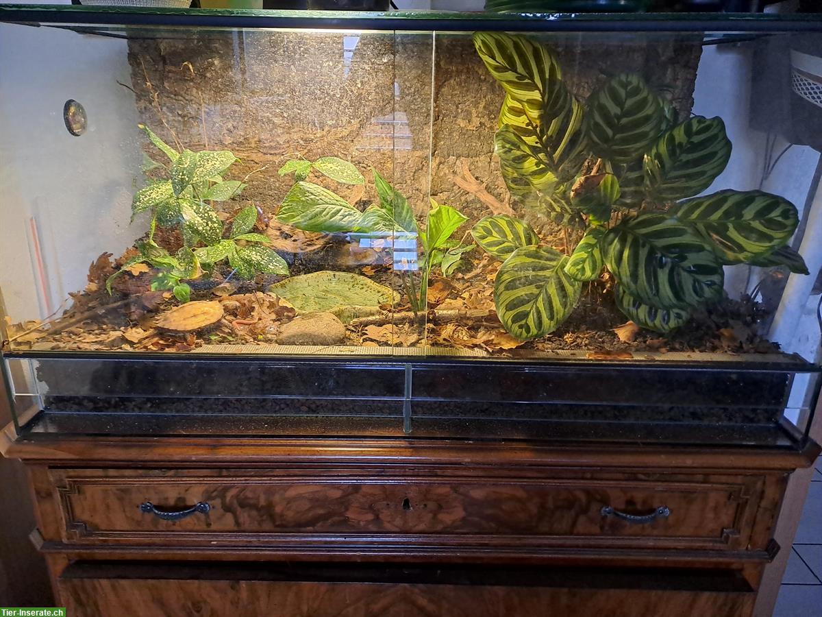 Bild 6: Chinesische Zacken-Erdschildkröte (Geoemyda Spengleri)