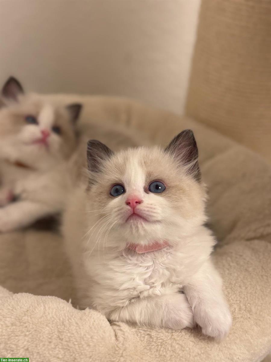 Ragdoll Kitten, weiblich, reinrassig