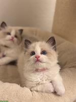 Ragdoll Kitten, weiblich, reinrassig