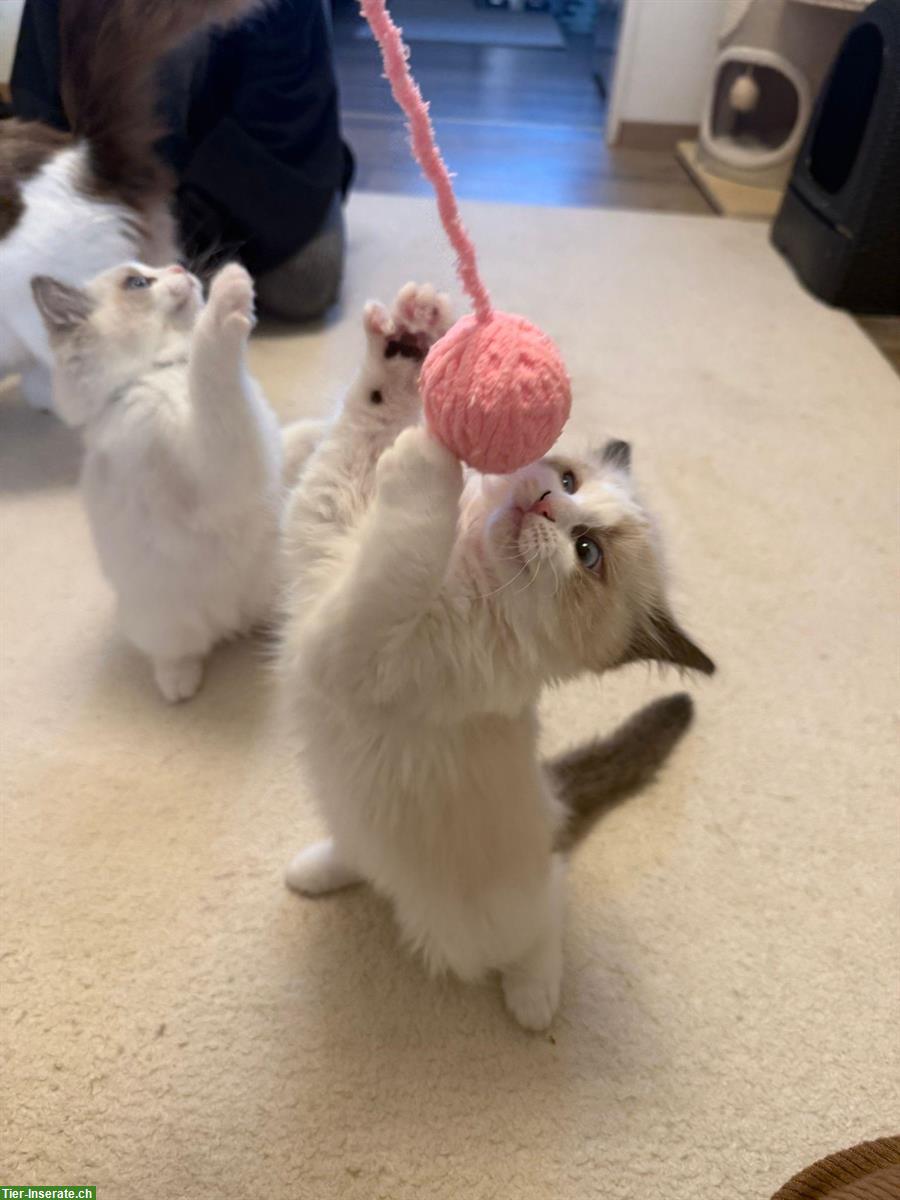 Bild 2: Ragdoll Kitten, weiblich, reinrassig