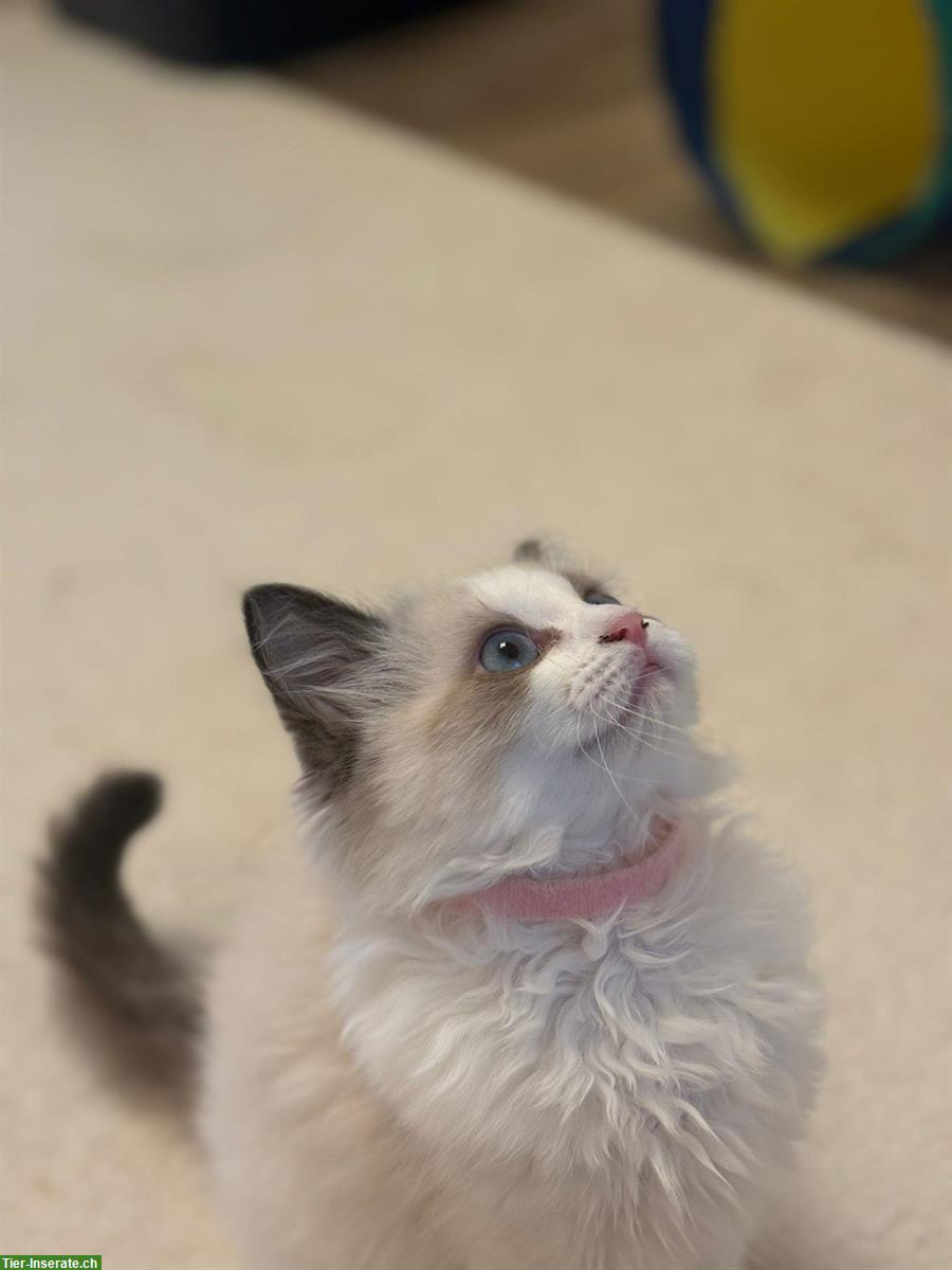 Bild 3: Ragdoll Kitten, weiblich, reinrassig
