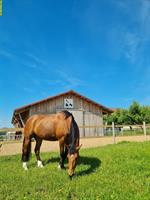 Pferde REHA- und Ferienplatz frei am Längenberg BE
