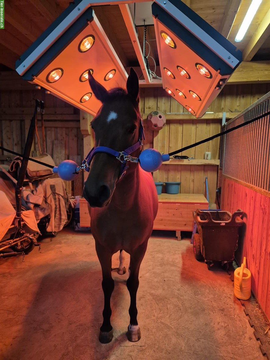 Bild 2: Pferde REHA- und Ferienplatz frei am Längenberg BE