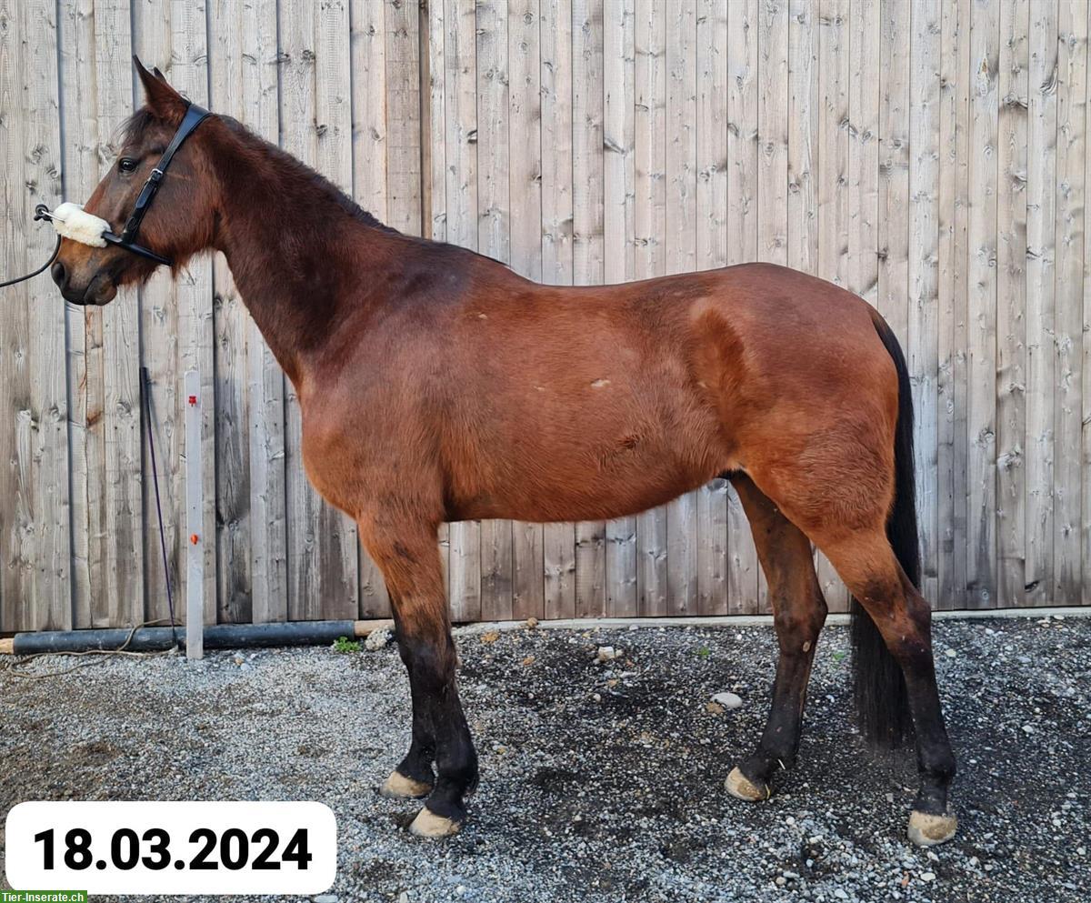 Bild 3: Pferde REHA- und Ferienplatz frei am Längenberg BE