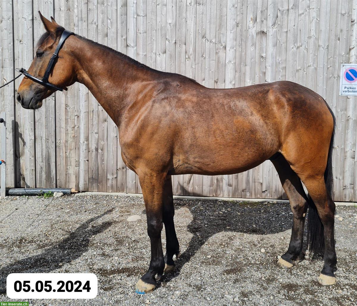 Bild 4: Pferde REHA- und Ferienplatz frei am Längenberg BE