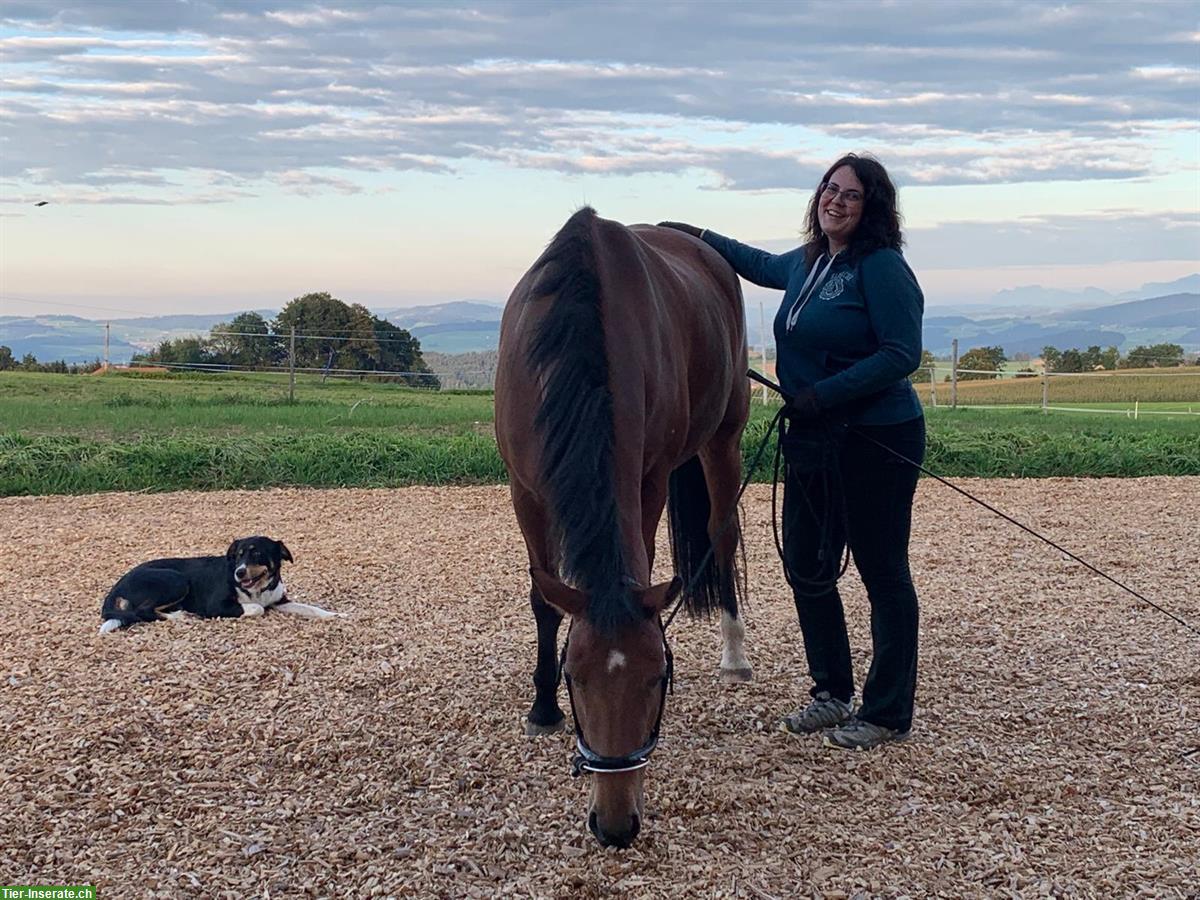 Bild 5: Pferde REHA- und Ferienplatz frei am Längenberg BE
