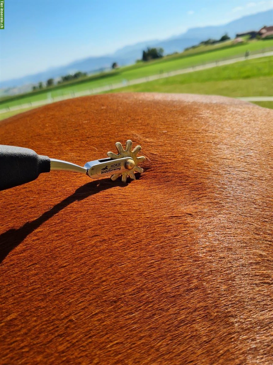 Bild 6: Pferde REHA- und Ferienplatz frei am Längenberg BE