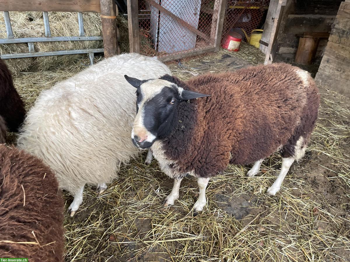 Ostfriesisches Milchschaf / Schafbock zu verkaufen