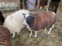 Ostfriesisches Milchschaf / Schafbock zu verkaufen