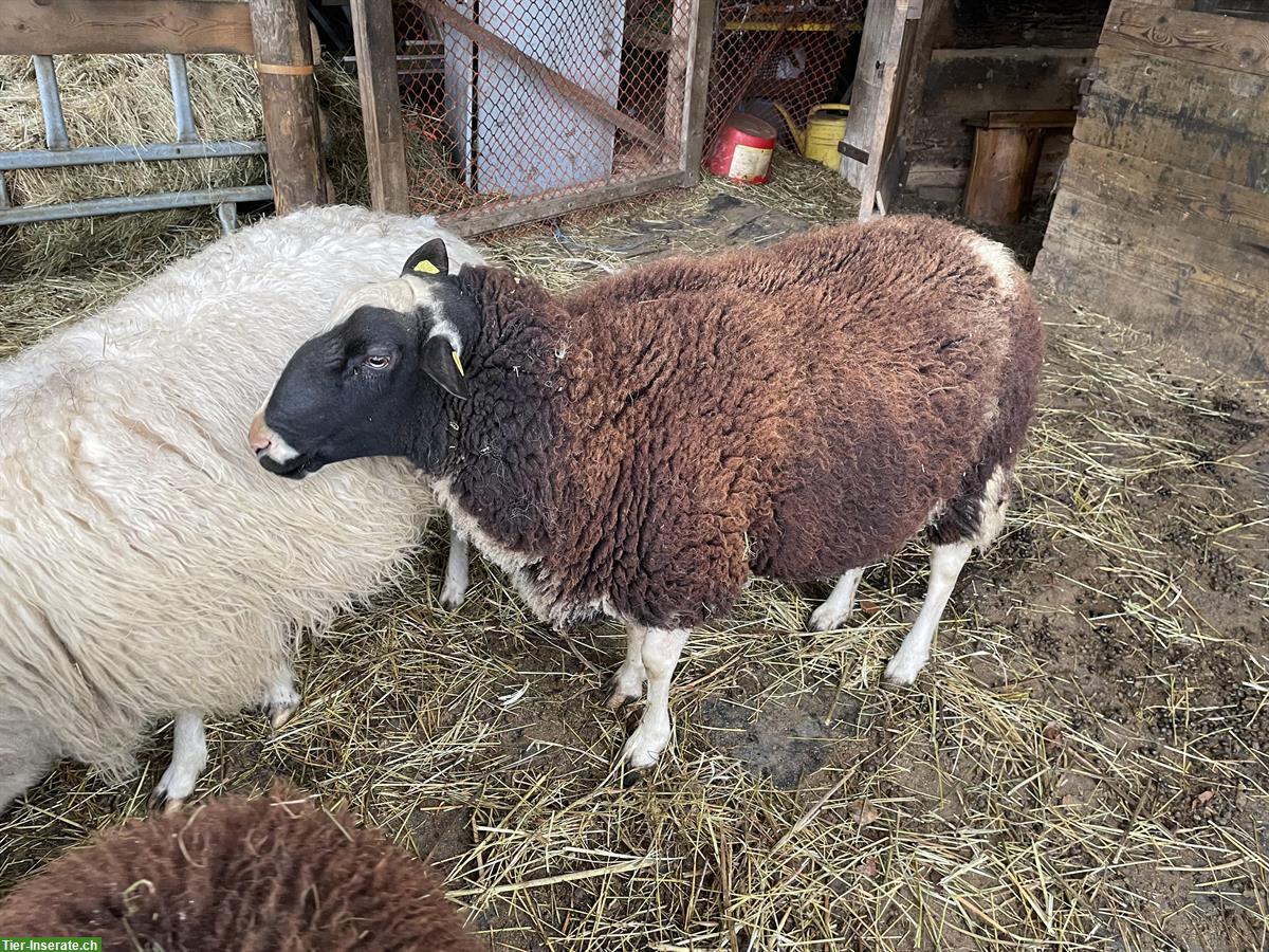 Bild 2: Ostfriesisches Milchschaf / Schafbock zu verkaufen