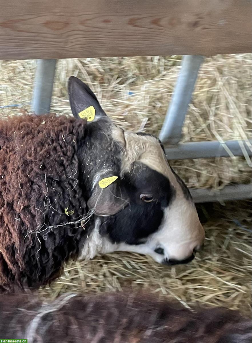 Bild 3: Ostfriesisches Milchschaf / Schafbock zu verkaufen