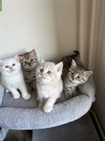 Britisch Kurzhaar Kitten zu verkaufen - beige-/cremefarbe