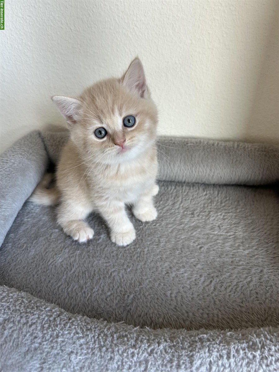 Bild 3: Britisch Kurzhaar Kitten zu verkaufen - beige-/cremefarbe