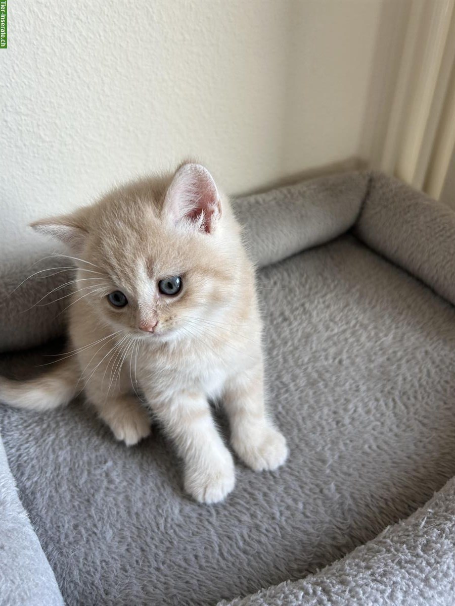 Bild 5: Britisch Kurzhaar Kitten zu verkaufen - beige-/cremefarbe