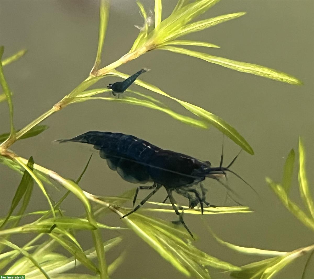 Neocaridina davidi blue Dream Garnelen